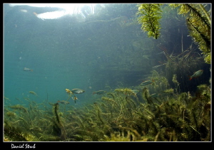 Freshwater atmosphere :-D by Daniel Strub 
